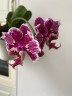 Phal. OX Burgundy (peloric) 2.5''