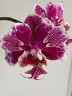 Phal. OX Burgundy (peloric) 2.5''