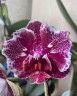 Phal. OX Burgundy (peloric) 2.5''