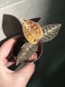 Macodes Goodyera Hispida / Драгоценная орхидея (Ø 7 см)