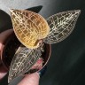 Macodes Goodyera Hispida / Драгоценная орхидея (Ø 7 см)