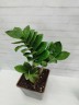 Zamioculcas Zenzi - Карликовый Ø 9 см