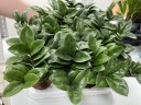 Zamioculcas Zenzi - Карликовый Ø 9 см