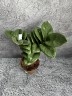 Zamioculcas Zenzi - Карликовый Ø 9 см