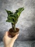 Zamioculcas Zenzi - Карликовый Ø 9 см