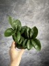 Zamioculcas Zenzi - Карликовый Ø 9 см