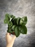 Zamioculcas Zenzi - Карликовый Ø 9 см