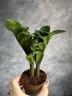 Zamioculcas Zenzi - Карликовый Ø 9 см