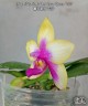 Phal. Miki Mok Choi Bear Queen '720' 2.5''