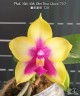 Phal. Miki Mok Choi Bear Queen '720' 2.5''