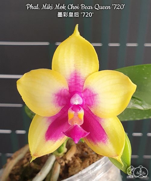 Phal. Miki Mok Choi Bear Queen '720' 2.5''