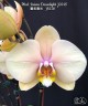 Phal. Foison Dawnlight 'j9218' 2.5''