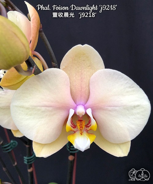 Phal. Foison Dawnlight 'j9218' 2.5''