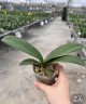 Phal. Foison Dawnlight 'j9218' 2.5''