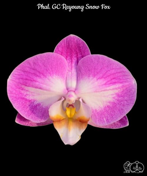 Phal. GC Reyoung Snow Fox 2.5"