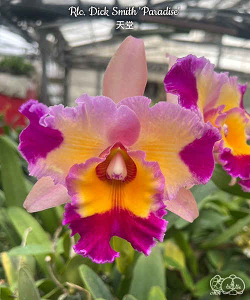 Rlc. Dick Smith 'Paradise' 2.5''