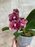 Phal. Mituo Diamond 'Clustar' 2.5''