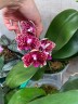 Phal. Mituo Diamond 'Clustar' 2.5''