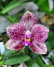 Phal. Mituo Diamond 'Clustar' 2.5''