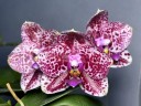 Phal. Mituo Diamond 'Clustar' 2.5''