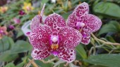 Phal. Mituo Diamond 'Clustar' 2.5''