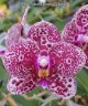 Phal. Mituo Diamond 'Clustar' 2.5''