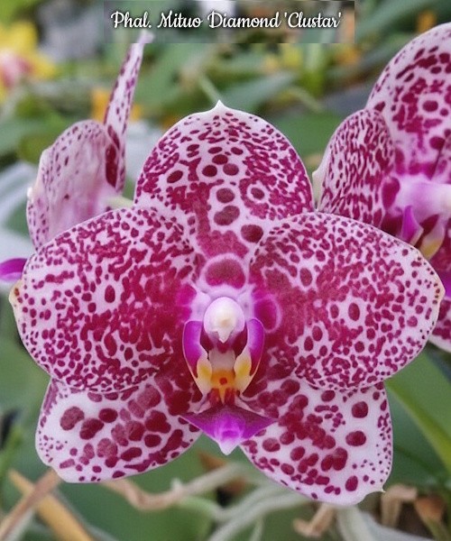Phal. Mituo Diamond 'Clustar' 2.5''