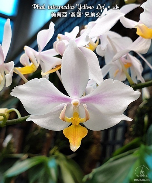 Phal. intermedia 'Yellow Lip' × sib 2.5''