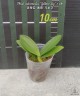 Phal. intermedia 'Yellow Lip' × sib 2.5''