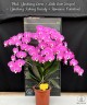 Phal. (Jincheng Lover × Little Gem Stripes) × (Jincheng Iceberg Beauty × Romance Valentine) 2.5"