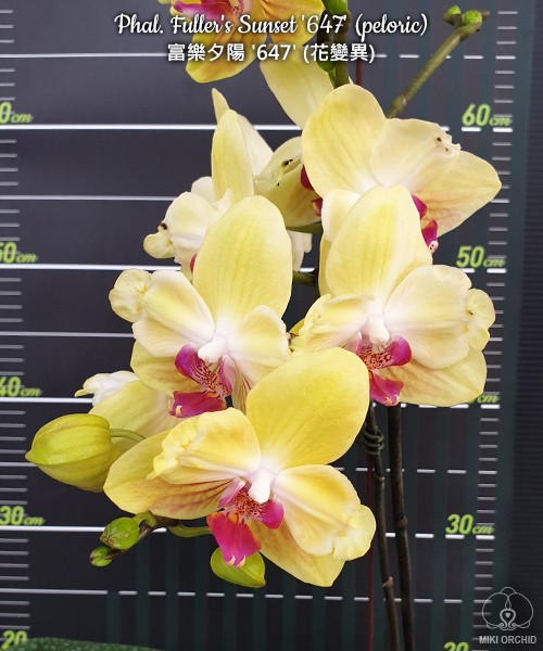 Phal. Fuller's Sunset '647' (peloric) 2.5''