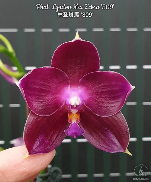 Phal. Lyndon Mix Zebra '809' 2.5''