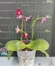 Phal. Lyndon Mix Zebra '809' 2.5''