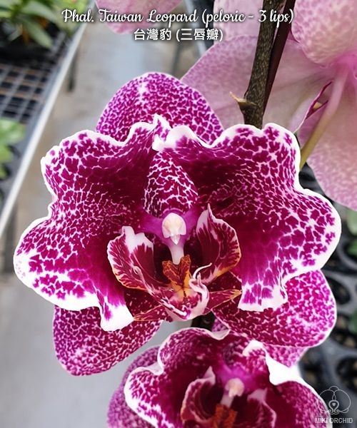 Phal. Taiwan Leopard (peloric - 3 lips) 2.5''