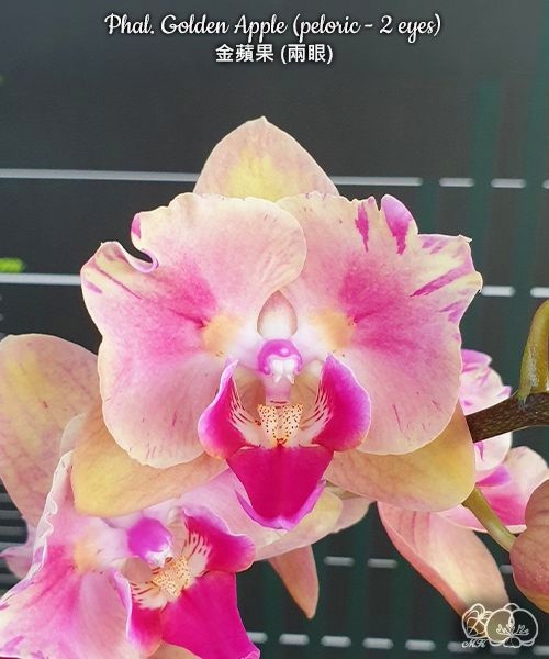 Phal. Golden Apple (peloric - 2 eyes) 2.5''