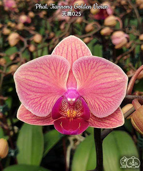 Phal. Tiannong Golden Vivien 2.5"