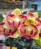 Phal. Fangmei Sweet '439' (2 eyes) 2.5''