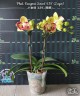 Phal. Fangmei Sweet '439' (2 eyes) 2.5''