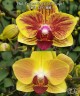 Phal. Fangmei Sweet '439' (2 eyes) 2.5''