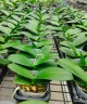 Phal. Fangmei Sweet '439' (2 eyes) 2.5''