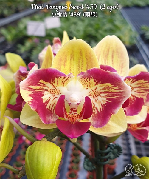 Phal. Fangmei Sweet '439' (2 eyes) 2.5''
