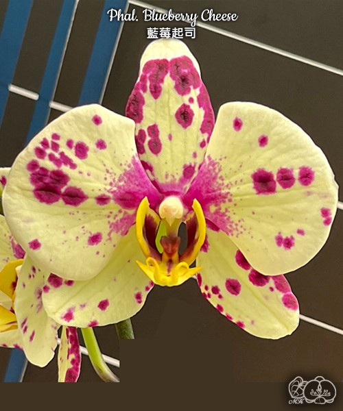 Phal. Blueberry Cheese 2.5''