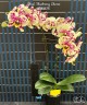 Phal. Blueberry Cheese 2.5''