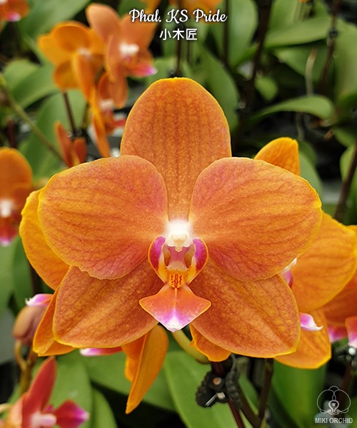 Phal. KS Pride 3.0'' УЦЕНКА (мех. повр. лист.)