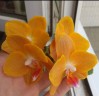 Phal. KS Pride 3.0'' УЦЕНКА (мех. повр. лист.)