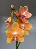 Phal. KS Pride 3.0'' УЦЕНКА (мех. повр. лист.)