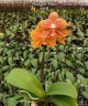Phal. KS Pride 3.0'' УЦЕНКА (мех. повр. лист.)