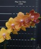 Phal. KS Pride 3.0'' УЦЕНКА (мех. повр. лист.)