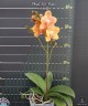 Phal. KS Pride 3.0'' УЦЕНКА (мех. повр. лист.)