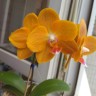 Phal. KS Pride 3.0'' УЦЕНКА (мех. повр. лист.)